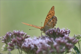 <p>PERLEŤOVEC STŘÍBROPÁSEK - sameček (Argynnis paphia) ---- /Silver-washed fritillary - Kaisermantel/</p>